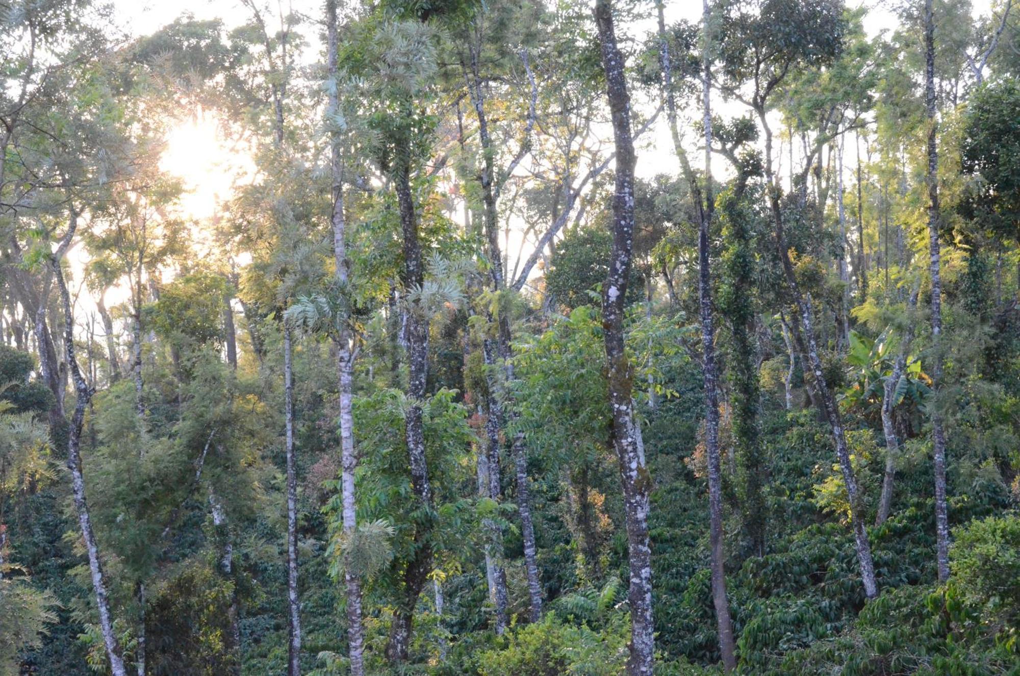 Ibbanicadu Estate Homestay Madikeri Exterior photo
